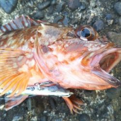 辰巳でガッシー