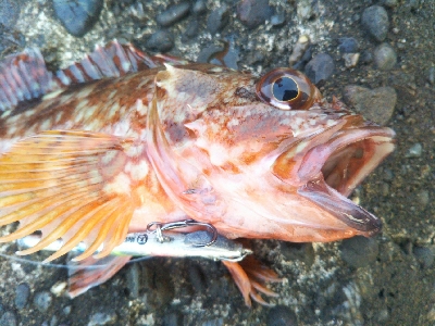 辰巳でガッシー