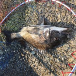 猛暑なか劇シブ！