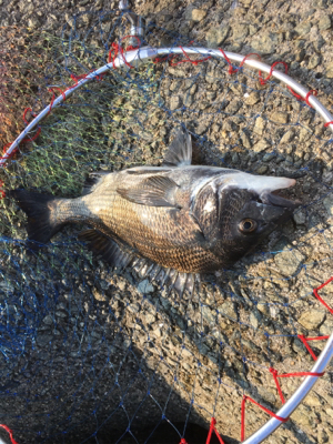 猛暑なか劇シブ！