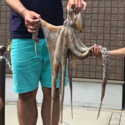 今年、初タコ釣り