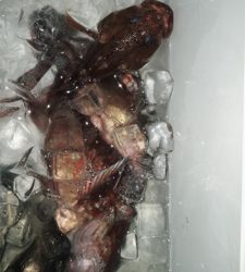 沖家室島でガシリング