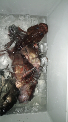 沖家室島でガシリング