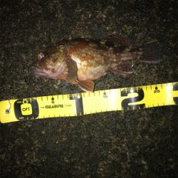 粭島でガシリスクタイム