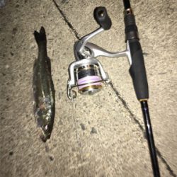 アジングのつもりが…