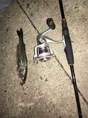 アジングのつもりが…