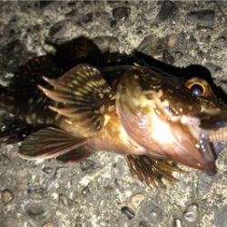 カサゴ狙い…ではない…