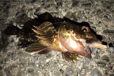 カサゴ狙い...ではない...