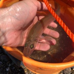 灼熱のキス釣り