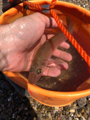 灼熱のキス釣り