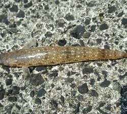 2018年7月19日釣行in福吉漁港