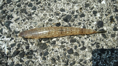 2018年7月19日釣行in福吉漁港