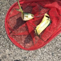 ペンペンダブル