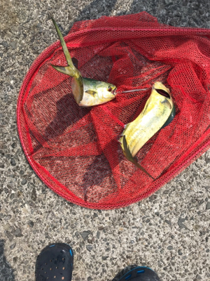 ペンペンダブル