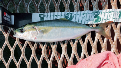 熱中症もなんのその…ショアジギング