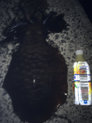 最近調子が良いです