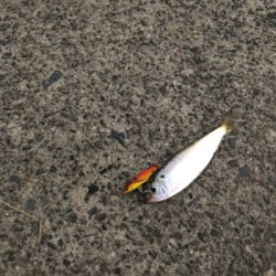 シーバス狙いのはずが…