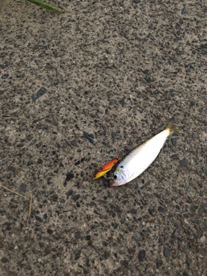 シーバス狙いのはずが…