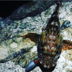 ケンサキ調査→ガシラ釣りに変更