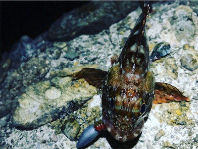 ケンサキ調査→ガシラ釣りに変更