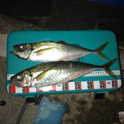 バチコンアジング&イカメタル