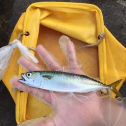 アジ釣れます