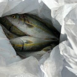 ガシリングからのジギング！