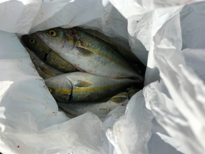 ガシリングからのジギング！