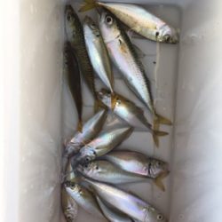 汐見埠頭で5時よりサビキ。いい感じで小アジ。