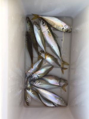 汐見埠頭で5時よりサビキ。いい感じで小アジ。