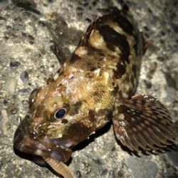 カサゴ狙い！？