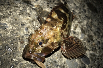 カサゴ狙い！？