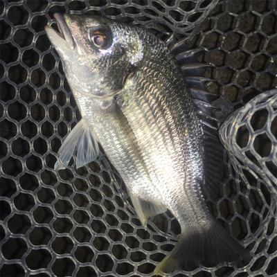 淀川ブリームゲーム マイクロジグヘッドでの攻略