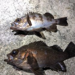 ライトゲーム&ライトショアジギング