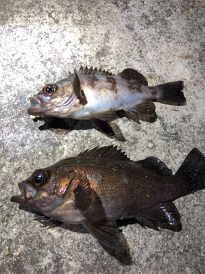 ライトゲーム&ライトショアジギング