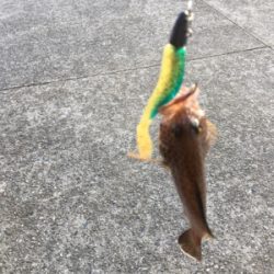 かわいいの釣れた！