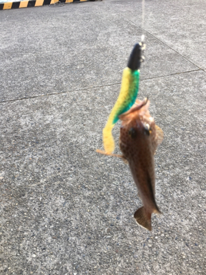 かわいいの釣れた！