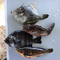 シュノーケリングフィッシング