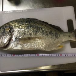 マルマル太った