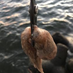 こんな感じです！