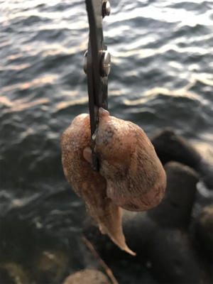 こんな感じです！