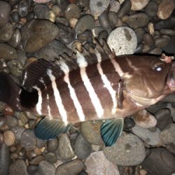 夜釣り○、朝まづめショアジグ△