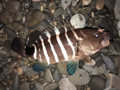 夜釣り○、朝まづめショアジグ△