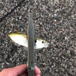 仕事終わりのアジング釣行