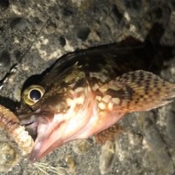 やっぱりカサゴ