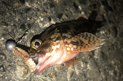 やっぱりカサゴ