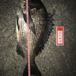 タコ釣り撃沈後の夜釣り