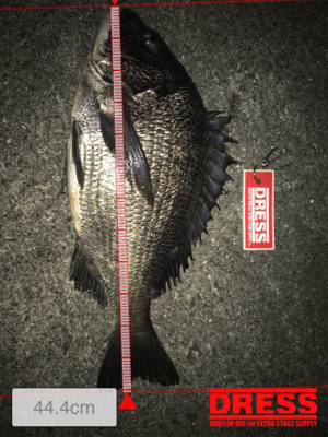 タコ釣り撃沈後の夜釣り