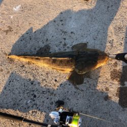 マゴチ釣れました！