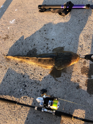 マゴチ釣れました！